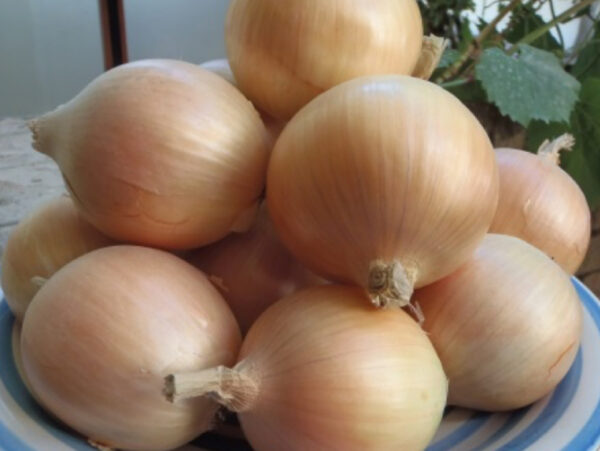 #onions #onionsoup #onionsan #onionskindye #onionstraws #onionsalad #OnionStrings #onionsmakethemeal #onionsauce #onionsalt #onionskin #onionsaresonourishing #onionstomatoespeppers #OnionStewSunday #onionsteak #onionsrings #onionsquash #OnionsPeppers #onionson #OnionSnacks #onionsfordays #onionsmakemecry #onionslicinginthecaronthedrivehome #onionslicer #onionslice #OnionSister #garlic #garlicbread #garlicshrimp #garlicbutter #garlicsauce #garlicknots #garlicnaan #garlicpowder #garlicbreath #garlicnoodles #garlicfree #garlictoast #garlicaioli #garlicchicken #garliclover #GarlicMashedPotatoes #garlicoliveoil #garlicparmesan #GarlicRice #garlics #garlicbreadporn #garlicfries #garlicky #garlicmayo #garlicmushrooms #garlicpress #garlicsoup #garlicchives #garliclovers #garlicoil #sunflower #sunflowers #sunflowerseeds #sunflowerfield #sunflowertattoo #sunfloweroil #sunflowerseed #Sunflowerlove #SunflowerJESUS #sunflowerwreath #sunflowerbouquet #sunflowercake #sunflowersprouts #sunflowerfields #sunflowergarden #sunflowerlife #sunflowerlover #sunflowerorsunsausage #sunflowerpainting #sunflowerpatch #sunflowerphotography #sunflowersmile #sunflowerwedding #sunflowerapproachco #sunflowerart #sunflowerbean #sunflowercloseup #sunflowercoverbag #sunflowerinstyle #sunflowerman #onion #onionforsale #buyonionsfromus #onionsfromSouthAfrica #onionproducts #typesofonions #onionmarketvalue #trendingonionprices #onionprices #bestonionforsale #wherecanibuyonions #isoniongood #legitoniondeals #bestonionproducer #onionfarm #onionsales #oniontopdealers #onionwholesaler #onionsupplier #garlic #garlicmarketprices #garlictreasures #wherecanibuygarlic #garlicbulkjsuppliers #garlictraders garlicoilsupplier #garlicprices #garlicmarketprice #garlicoriginals #garlicsalesprice #garlicwholesalesupplier #garlicsells #garlicworldmarket #garliccompetitiveprices #garlicforsale #buygarlicfromus #garlicexport #garlicimport #garlictest #garlictaste #sunfloweroil #sunfloweroilbulksuppliers #sunflowerwholesalers #sunflowwholesalers #sunflowerwholesaleprice #sunflowerextracts Sunfloweroilwholesaleprices #wheretobuysunfloweroil #sunfloweroilmarket #sunfloweroildsales #sunfloweroildmarketprice