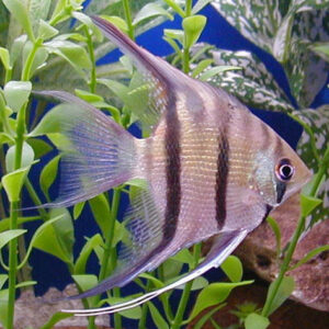 Beta Fish for Sale, Angel Fish For Sale, Pleco Fish for Sale, Sucker Fish For Sale, Barb Fish for Sale, Danio Fish for Sale, SOYBEAN OIL for sale, SESAME OIL, CORN OIL, CANOLA OIL, RAPESEED OIL, VIRGIN OLIVE OIL, VEGETABLE OIL for sale, MUSTARD OIL for sale, PEANUT OIL for sale, PALM OIL for sale, COTTONSEED OIL for sale. CHICKEN EGGS (FRESH FARM WHITE AND BROWN EGGS) for sale, CHEESE for sale, COTTAGE CHEESE for sale, NAN MILK for sale, PEAK MILK for sale, SIMILAC MILK for sale, NESTLE NIDO MILK for sale, APTAMIL MILK for sale, CONDENSED MILK for sale, ICE CREAM for sale, SOUR CREAM for sale, YOGURT for sale, WHEY PROTEIN for sale, BUTTER for sale, MILK POWDER for sale, WHOLE FROZEN CHICKEN for sale, FROZEN CHICKEN BREAST FILLETS for sale, FROZEN CHICKEN WINGS for sale, FROZEN CHICKEN SKIN for sale, MECHANICALLY DEBONED CHICKEN MEAT (MDM) for sale, FROZEN CHICKEN LIVER for slae, FROZEN CHICKEN HEART for sale, FROZEN CHICKEN PAWS for sale , FROZEN CHICKEN GIZZARD for sale, FROZEN CHICKEN THIGH for sale, FROZEN CHICKEN NECK for sale, FROZEN CHICKEN DRUMSTICK for sale, FROZEN CHICKEN INNER FILLETS for slae, FROZEN CHICKEN FEET for sale, FROZEN PORK MEAT for sale, FROZEN PORK RIB for sale, FROZEN PORK FRONT FEET for sale, FROZEN PORK HEAD, SKIN BONES for sale, FROZEN PORK INTESTINE for sale, FROZEN PORK FLAPS for slae, FROZEN PORK TAILS for sale, FROZEN PORK HIND FEET for sale, FROZEN PORK EARS for slae, FROZEN PORK STOMACHS for sale, FROZEN BEEF MEAT for sale, FROZEN BEEF MEAT BLADE for sale, FROZEN BEEF MEAT EYE ROUND for sale, FROZEN BEEF MEAT FLAT for sale, FROZEN BEEF MEAT FORE SHIN CONICAL for sale, FROZEN BEEF MEAT HINDSHANK for sale, FROZEN BEEF MEAT INSIDE for sale, FROZEN BEEF MEAT CHUCK TENDER for sale, FROZEN BEEF MEAT D-RUMP for sale, FROZEN BEEF MEAT CUBE ROLL for sale, FROZEN LAMB MEAT for sale, FROZEN LAMB MEAT CHUMP for sale, for sale, FROZEN LAMB MEAT LEG BONELESS for sale, FROZEN LAMB MEAT SHORT LOIN for sale, FROZEN LAMB MEAT RACK FRENCHED for sale, FROZEN LAMB MEAT LONG LOIN for sale, FROZEN LAMB MEAT LOIN BONELESS for sale, FROZEN LAMB MEAT FORESHANK for sale, FROZEN LAMB MEAT LEG BONE IN for sale, FROZEN LAMB MEAT HIND SHANK for sale, CHICKPEAS for sale, PEAS for sale, LENTILS for sale, GREEN MUNG BEANS for sale, WHITE AND RED KIDNEY BEANS for sale, CORIANDER SEEDS for sale, MUSTARD SEEDS for sale, ORANGES for sale, BANANA for sale, WATERMELON for sale, MUSHROOMS for sale, LEMONS for sale, BROCCOLLI for sale, CUCUMBERS for sale, STRAWBERRY for sale, APPLES for sale, TANGERINES for sale, PALM KERNEL AND KERNEL SHELLS for sale, GRAPES for sale, LETTUCE for sale, POTATOES for sale, GINGER for sale, BARLEY for sale, MILLET for sale, RICE for sale, SESAME SEEDS for sale, PUMPKIN SEEDS for sale, NPK FERTILIZER for sale, UREA FERTILIZER for sale, ALFALFA HAY for sale, FLAX SEEDS for sale, MELON SEEDS for sale, BLACK AND WHITE PEPPER for sale, SUNFLOWER SEED for sale, SUGAR INCUMSA for sale, CORN MEAL for sale, CHIA SEEDS for sale, SOYBEANS for sale, SUNFLOWER CAKE PROTEIN 34% for sale, SOYBEAN MEAL for sale, WHITE AND YELLOW CORN (MAIZE) for sale, CASHEW NUTS for sale, ALMOND NUTS for sale, CHESTNUTS for sale, HAZELNUTS for sale, PINE NUTS for sale, COCONUTS for sale, organic honey for sale, kola nuts for sale, PISTACHIO NUTS for sale, PEANUTS for sale, WALNUTS for sale, ibogain for sale, iboga for sale, iboga plants for sale, iboga roots for sale, best iboga bulk suppliers, where to buy igboga, iboga for wholesale, side effects of iboga, iboga and its medicinal values, where to buy iboga safely, best iboga options, bulk iboga suppliers, origin of iboga, real iboga options, iboga seeds for sale, purchase iboga seeds, purchase iboga roots, GARCINIA NUTS FOR SALE, BUY GARCINIA BITTER KOLA NUTS IN BULK, BITTER KOLA FOR SALE, WHERE CAN I BUY BULD GARCINIA NUTS, AKPI SEEDS FOR SALE, PURCHASE AKPI SEEDS, DRIED AKPI SEEDS FOR SALE, BEST AKPI SEEDS FOR SALE, Dhatrumurgasiniy Herbs Plants and Seeds for Sale, buy Dhatrumurgasiniy Herbs Plants and Seeds for Sale, bulk Dhatrumurgasiniy Herbs Plants and Seeds for Sale