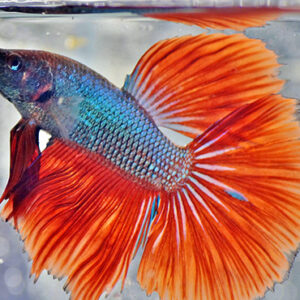 Discus Fish For Sale, Beta Fish for Sale, Angel Fish For Sale, Pleco Fish for Sale, Sucker Fish For Sale, Barb Fish for Sale, Danio Fish for Sale, SOYBEAN OIL for sale, SESAME OIL, CORN OIL, CANOLA OIL, RAPESEED OIL, VIRGIN OLIVE OIL, VEGETABLE OIL for sale, MUSTARD OIL for sale, PEANUT OIL for sale, PALM OIL for sale, COTTONSEED OIL for sale. CHICKEN EGGS (FRESH FARM WHITE AND BROWN EGGS) for sale, CHEESE for sale, COTTAGE CHEESE for sale, NAN MILK for sale, PEAK MILK for sale, SIMILAC MILK for sale, NESTLE NIDO MILK for sale, APTAMIL MILK for sale, CONDENSED MILK for sale, ICE CREAM for sale, SOUR CREAM for sale, YOGURT for sale, WHEY PROTEIN for sale, BUTTER for sale, MILK POWDER for sale, WHOLE FROZEN CHICKEN for sale, FROZEN CHICKEN BREAST FILLETS for sale, FROZEN CHICKEN WINGS for sale, FROZEN CHICKEN SKIN for sale, MECHANICALLY DEBONED CHICKEN MEAT (MDM) for sale, FROZEN CHICKEN LIVER for slae, FROZEN CHICKEN HEART for sale, FROZEN CHICKEN PAWS for sale , FROZEN CHICKEN GIZZARD for sale, FROZEN CHICKEN THIGH for sale, FROZEN CHICKEN NECK for sale, FROZEN CHICKEN DRUMSTICK for sale, FROZEN CHICKEN INNER FILLETS for slae, FROZEN CHICKEN FEET for sale, FROZEN PORK MEAT for sale, FROZEN PORK RIB for sale, FROZEN PORK FRONT FEET for sale, FROZEN PORK HEAD, SKIN BONES for sale, FROZEN PORK INTESTINE for sale, FROZEN PORK FLAPS for slae, FROZEN PORK TAILS for sale, FROZEN PORK HIND FEET for sale, FROZEN PORK EARS for slae, FROZEN PORK STOMACHS for sale, FROZEN BEEF MEAT for sale, FROZEN BEEF MEAT BLADE for sale, FROZEN BEEF MEAT EYE ROUND for sale, FROZEN BEEF MEAT FLAT for sale, FROZEN BEEF MEAT FORE SHIN CONICAL for sale, FROZEN BEEF MEAT HINDSHANK for sale, FROZEN BEEF MEAT INSIDE for sale, FROZEN BEEF MEAT CHUCK TENDER for sale, FROZEN BEEF MEAT D-RUMP for sale, FROZEN BEEF MEAT CUBE ROLL for sale, FROZEN LAMB MEAT for sale, FROZEN LAMB MEAT CHUMP for sale, for sale, FROZEN LAMB MEAT LEG BONELESS for sale, FROZEN LAMB MEAT SHORT LOIN for sale, FROZEN LAMB MEAT RACK FRENCHED for sale, FROZEN LAMB MEAT LONG LOIN for sale, FROZEN LAMB MEAT LOIN BONELESS for sale, FROZEN LAMB MEAT FORESHANK for sale, FROZEN LAMB MEAT LEG BONE IN for sale, FROZEN LAMB MEAT HIND SHANK for sale, CHICKPEAS for sale, PEAS for sale, LENTILS for sale, GREEN MUNG BEANS for sale, WHITE AND RED KIDNEY BEANS for sale, CORIANDER SEEDS for sale, MUSTARD SEEDS for sale, ORANGES for sale, BANANA for sale, WATERMELON for sale, MUSHROOMS for sale, LEMONS for sale, BROCCOLLI for sale, CUCUMBERS for sale, STRAWBERRY for sale, APPLES for sale, TANGERINES for sale, PALM KERNEL AND KERNEL SHELLS for sale, GRAPES for sale, LETTUCE for sale, POTATOES for sale, GINGER for sale, BARLEY for sale, MILLET for sale, RICE for sale, SESAME SEEDS for sale, PUMPKIN SEEDS for sale, NPK FERTILIZER for sale, UREA FERTILIZER for sale, ALFALFA HAY for sale, FLAX SEEDS for sale, MELON SEEDS for sale, BLACK AND WHITE PEPPER for sale, SUNFLOWER SEED for sale, SUGAR INCUMSA for sale, CORN MEAL for sale, CHIA SEEDS for sale, SOYBEANS for sale, SUNFLOWER CAKE PROTEIN 34% for sale, SOYBEAN MEAL for sale, WHITE AND YELLOW CORN (MAIZE) for sale, CASHEW NUTS for sale, ALMOND NUTS for sale, CHESTNUTS for sale, HAZELNUTS for sale, PINE NUTS for sale, COCONUTS for sale, organic honey for sale, kola nuts for sale, PISTACHIO NUTS for sale, PEANUTS for sale, WALNUTS for sale, ibogain for sale, iboga for sale, iboga plants for sale, iboga roots for sale, best iboga bulk suppliers, where to buy igboga, iboga for wholesale, side effects of iboga, iboga and its medicinal values, where to buy iboga safely, best iboga options, bulk iboga suppliers, origin of iboga, real iboga options, iboga seeds for sale, purchase iboga seeds, purchase iboga roots, GARCINIA NUTS FOR SALE, BUY GARCINIA BITTER KOLA NUTS IN BULK, BITTER KOLA FOR SALE, WHERE CAN I BUY BULD GARCINIA NUTS, AKPI SEEDS FOR SALE, PURCHASE AKPI SEEDS, DRIED AKPI SEEDS FOR SALE, BEST AKPI SEEDS FOR SALE, Dhatrumurgasiniy Herbs Plants and Seeds for Sale, buy Dhatrumurgasiniy Herbs Plants and Seeds for Sale, bulk Dhatrumurgasiniy Herbs Plants and Seeds for Sale