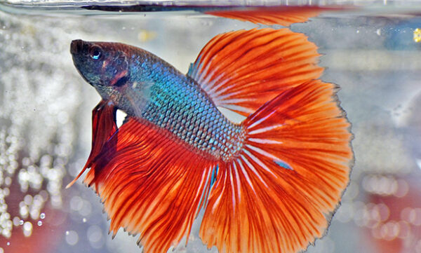 Discus Fish For Sale, Beta Fish for Sale, Angel Fish For Sale, Pleco Fish for Sale, Sucker Fish For Sale, Barb Fish for Sale, Danio Fish for Sale, SOYBEAN OIL for sale, SESAME OIL, CORN OIL, CANOLA OIL, RAPESEED OIL, VIRGIN OLIVE OIL, VEGETABLE OIL for sale, MUSTARD OIL for sale, PEANUT OIL for sale, PALM OIL for sale, COTTONSEED OIL for sale. CHICKEN EGGS (FRESH FARM WHITE AND BROWN EGGS) for sale, CHEESE for sale, COTTAGE CHEESE for sale, NAN MILK for sale, PEAK MILK for sale, SIMILAC MILK for sale, NESTLE NIDO MILK for sale, APTAMIL MILK for sale, CONDENSED MILK for sale, ICE CREAM for sale, SOUR CREAM for sale, YOGURT for sale, WHEY PROTEIN for sale, BUTTER for sale, MILK POWDER for sale, WHOLE FROZEN CHICKEN for sale, FROZEN CHICKEN BREAST FILLETS for sale, FROZEN CHICKEN WINGS for sale, FROZEN CHICKEN SKIN for sale, MECHANICALLY DEBONED CHICKEN MEAT (MDM) for sale, FROZEN CHICKEN LIVER for slae, FROZEN CHICKEN HEART for sale, FROZEN CHICKEN PAWS for sale , FROZEN CHICKEN GIZZARD for sale, FROZEN CHICKEN THIGH for sale, FROZEN CHICKEN NECK for sale, FROZEN CHICKEN DRUMSTICK for sale, FROZEN CHICKEN INNER FILLETS for slae, FROZEN CHICKEN FEET for sale, FROZEN PORK MEAT for sale, FROZEN PORK RIB for sale, FROZEN PORK FRONT FEET for sale, FROZEN PORK HEAD, SKIN BONES for sale, FROZEN PORK INTESTINE for sale, FROZEN PORK FLAPS for slae, FROZEN PORK TAILS for sale, FROZEN PORK HIND FEET for sale, FROZEN PORK EARS for slae, FROZEN PORK STOMACHS for sale, FROZEN BEEF MEAT for sale, FROZEN BEEF MEAT BLADE for sale, FROZEN BEEF MEAT EYE ROUND for sale, FROZEN BEEF MEAT FLAT for sale, FROZEN BEEF MEAT FORE SHIN CONICAL for sale, FROZEN BEEF MEAT HINDSHANK for sale, FROZEN BEEF MEAT INSIDE for sale, FROZEN BEEF MEAT CHUCK TENDER for sale, FROZEN BEEF MEAT D-RUMP for sale, FROZEN BEEF MEAT CUBE ROLL for sale, FROZEN LAMB MEAT for sale, FROZEN LAMB MEAT CHUMP for sale, for sale, FROZEN LAMB MEAT LEG BONELESS for sale, FROZEN LAMB MEAT SHORT LOIN for sale, FROZEN LAMB MEAT RACK FRENCHED for sale, FROZEN LAMB MEAT LONG LOIN for sale, FROZEN LAMB MEAT LOIN BONELESS for sale, FROZEN LAMB MEAT FORESHANK for sale, FROZEN LAMB MEAT LEG BONE IN for sale, FROZEN LAMB MEAT HIND SHANK for sale, CHICKPEAS for sale, PEAS for sale, LENTILS for sale, GREEN MUNG BEANS for sale, WHITE AND RED KIDNEY BEANS for sale, CORIANDER SEEDS for sale, MUSTARD SEEDS for sale, ORANGES for sale, BANANA for sale, WATERMELON for sale, MUSHROOMS for sale, LEMONS for sale, BROCCOLLI for sale, CUCUMBERS for sale, STRAWBERRY for sale, APPLES for sale, TANGERINES for sale, PALM KERNEL AND KERNEL SHELLS for sale, GRAPES for sale, LETTUCE for sale, POTATOES for sale, GINGER for sale, BARLEY for sale, MILLET for sale, RICE for sale, SESAME SEEDS for sale, PUMPKIN SEEDS for sale, NPK FERTILIZER for sale, UREA FERTILIZER for sale, ALFALFA HAY for sale, FLAX SEEDS for sale, MELON SEEDS for sale, BLACK AND WHITE PEPPER for sale, SUNFLOWER SEED for sale, SUGAR INCUMSA for sale, CORN MEAL for sale, CHIA SEEDS for sale, SOYBEANS for sale, SUNFLOWER CAKE PROTEIN 34% for sale, SOYBEAN MEAL for sale, WHITE AND YELLOW CORN (MAIZE) for sale, CASHEW NUTS for sale, ALMOND NUTS for sale, CHESTNUTS for sale, HAZELNUTS for sale, PINE NUTS for sale, COCONUTS for sale, organic honey for sale, kola nuts for sale, PISTACHIO NUTS for sale, PEANUTS for sale, WALNUTS for sale, ibogain for sale, iboga for sale, iboga plants for sale, iboga roots for sale, best iboga bulk suppliers, where to buy igboga, iboga for wholesale, side effects of iboga, iboga and its medicinal values, where to buy iboga safely, best iboga options, bulk iboga suppliers, origin of iboga, real iboga options, iboga seeds for sale, purchase iboga seeds, purchase iboga roots, GARCINIA NUTS FOR SALE, BUY GARCINIA BITTER KOLA NUTS IN BULK, BITTER KOLA FOR SALE, WHERE CAN I BUY BULD GARCINIA NUTS, AKPI SEEDS FOR SALE, PURCHASE AKPI SEEDS, DRIED AKPI SEEDS FOR SALE, BEST AKPI SEEDS FOR SALE, Dhatrumurgasiniy Herbs Plants and Seeds for Sale, buy Dhatrumurgasiniy Herbs Plants and Seeds for Sale, bulk Dhatrumurgasiniy Herbs Plants and Seeds for Sale