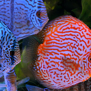 Oscar Fish for Sale, Discus Fish For Sale, Beta Fish for Sale, Angel Fish For Sale, Pleco Fish for Sale, Sucker Fish For Sale, Barb Fish for Sale, Danio Fish for Sale, SOYBEAN OIL for sale, SESAME OIL, CORN OIL, CANOLA OIL, RAPESEED OIL, VIRGIN OLIVE OIL, VEGETABLE OIL for sale, MUSTARD OIL for sale, PEANUT OIL for sale, PALM OIL for sale, COTTONSEED OIL for sale. CHICKEN EGGS (FRESH FARM WHITE AND BROWN EGGS) for sale, CHEESE for sale, COTTAGE CHEESE for sale, NAN MILK for sale, PEAK MILK for sale, SIMILAC MILK for sale, NESTLE NIDO MILK for sale, APTAMIL MILK for sale, CONDENSED MILK for sale, ICE CREAM for sale, SOUR CREAM for sale, YOGURT for sale, WHEY PROTEIN for sale, BUTTER for sale, MILK POWDER for sale, WHOLE FROZEN CHICKEN for sale, FROZEN CHICKEN BREAST FILLETS for sale, FROZEN CHICKEN WINGS for sale, FROZEN CHICKEN SKIN for sale, MECHANICALLY DEBONED CHICKEN MEAT (MDM) for sale, FROZEN CHICKEN LIVER for slae, FROZEN CHICKEN HEART for sale, FROZEN CHICKEN PAWS for sale , FROZEN CHICKEN GIZZARD for sale, FROZEN CHICKEN THIGH for sale, FROZEN CHICKEN NECK for sale, FROZEN CHICKEN DRUMSTICK for sale, FROZEN CHICKEN INNER FILLETS for slae, FROZEN CHICKEN FEET for sale, FROZEN PORK MEAT for sale, FROZEN PORK RIB for sale, FROZEN PORK FRONT FEET for sale, FROZEN PORK HEAD, SKIN BONES for sale, FROZEN PORK INTESTINE for sale, FROZEN PORK FLAPS for slae, FROZEN PORK TAILS for sale, FROZEN PORK HIND FEET for sale, FROZEN PORK EARS for slae, FROZEN PORK STOMACHS for sale, FROZEN BEEF MEAT for sale, FROZEN BEEF MEAT BLADE for sale, FROZEN BEEF MEAT EYE ROUND for sale, FROZEN BEEF MEAT FLAT for sale, FROZEN BEEF MEAT FORE SHIN CONICAL for sale, FROZEN BEEF MEAT HINDSHANK for sale, FROZEN BEEF MEAT INSIDE for sale, FROZEN BEEF MEAT CHUCK TENDER for sale, FROZEN BEEF MEAT D-RUMP for sale, FROZEN BEEF MEAT CUBE ROLL for sale, FROZEN LAMB MEAT for sale, FROZEN LAMB MEAT CHUMP for sale, for sale, FROZEN LAMB MEAT LEG BONELESS for sale, FROZEN LAMB MEAT SHORT LOIN for sale, FROZEN LAMB MEAT RACK FRENCHED for sale, FROZEN LAMB MEAT LONG LOIN for sale, FROZEN LAMB MEAT LOIN BONELESS for sale, FROZEN LAMB MEAT FORESHANK for sale, FROZEN LAMB MEAT LEG BONE IN for sale, FROZEN LAMB MEAT HIND SHANK for sale, CHICKPEAS for sale, PEAS for sale, LENTILS for sale, GREEN MUNG BEANS for sale, WHITE AND RED KIDNEY BEANS for sale, CORIANDER SEEDS for sale, MUSTARD SEEDS for sale, ORANGES for sale, BANANA for sale, WATERMELON for sale, MUSHROOMS for sale, LEMONS for sale, BROCCOLLI for sale, CUCUMBERS for sale, STRAWBERRY for sale, APPLES for sale, TANGERINES for sale, PALM KERNEL AND KERNEL SHELLS for sale, GRAPES for sale, LETTUCE for sale, POTATOES for sale, GINGER for sale, BARLEY for sale, MILLET for sale, RICE for sale, SESAME SEEDS for sale, PUMPKIN SEEDS for sale, NPK FERTILIZER for sale, UREA FERTILIZER for sale, ALFALFA HAY for sale, FLAX SEEDS for sale, MELON SEEDS for sale, BLACK AND WHITE PEPPER for sale, SUNFLOWER SEED for sale, SUGAR INCUMSA for sale, CORN MEAL for sale, CHIA SEEDS for sale, SOYBEANS for sale, SUNFLOWER CAKE PROTEIN 34% for sale, SOYBEAN MEAL for sale, WHITE AND YELLOW CORN (MAIZE) for sale, CASHEW NUTS for sale, ALMOND NUTS for sale, CHESTNUTS for sale, HAZELNUTS for sale, PINE NUTS for sale, COCONUTS for sale, organic honey for sale, kola nuts for sale, PISTACHIO NUTS for sale, PEANUTS for sale, WALNUTS for sale, ibogain for sale, iboga for sale, iboga plants for sale, iboga roots for sale, best iboga bulk suppliers, where to buy igboga, iboga for wholesale, side effects of iboga, iboga and its medicinal values, where to buy iboga safely, best iboga options, bulk iboga suppliers, origin of iboga, real iboga options, iboga seeds for sale, purchase iboga seeds, purchase iboga roots, GARCINIA NUTS FOR SALE, BUY GARCINIA BITTER KOLA NUTS IN BULK, BITTER KOLA FOR SALE, WHERE CAN I BUY BULD GARCINIA NUTS, AKPI SEEDS FOR SALE, PURCHASE AKPI SEEDS, DRIED AKPI SEEDS FOR SALE, BEST AKPI SEEDS FOR SALE, Dhatrumurgasiniy Herbs Plants and Seeds for Sale, buy Dhatrumurgasiniy Herbs Plants and Seeds for Sale, bulk Dhatrumurgasiniy Herbs Plants and Seeds for Sale