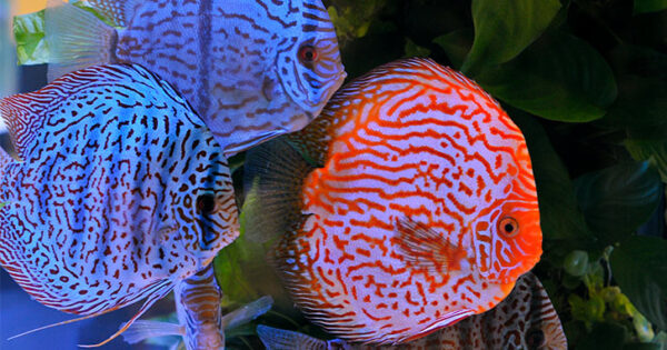 Oscar Fish for Sale, Discus Fish For Sale, Beta Fish for Sale, Angel Fish For Sale, Pleco Fish for Sale, Sucker Fish For Sale, Barb Fish for Sale, Danio Fish for Sale, SOYBEAN OIL for sale, SESAME OIL, CORN OIL, CANOLA OIL, RAPESEED OIL, VIRGIN OLIVE OIL, VEGETABLE OIL for sale, MUSTARD OIL for sale, PEANUT OIL for sale, PALM OIL for sale, COTTONSEED OIL for sale. CHICKEN EGGS (FRESH FARM WHITE AND BROWN EGGS) for sale, CHEESE for sale, COTTAGE CHEESE for sale, NAN MILK for sale, PEAK MILK for sale, SIMILAC MILK for sale, NESTLE NIDO MILK for sale, APTAMIL MILK for sale, CONDENSED MILK for sale, ICE CREAM for sale, SOUR CREAM for sale, YOGURT for sale, WHEY PROTEIN for sale, BUTTER for sale, MILK POWDER for sale, WHOLE FROZEN CHICKEN for sale, FROZEN CHICKEN BREAST FILLETS for sale, FROZEN CHICKEN WINGS for sale, FROZEN CHICKEN SKIN for sale, MECHANICALLY DEBONED CHICKEN MEAT (MDM) for sale, FROZEN CHICKEN LIVER for slae, FROZEN CHICKEN HEART for sale, FROZEN CHICKEN PAWS for sale , FROZEN CHICKEN GIZZARD for sale, FROZEN CHICKEN THIGH for sale, FROZEN CHICKEN NECK for sale, FROZEN CHICKEN DRUMSTICK for sale, FROZEN CHICKEN INNER FILLETS for slae, FROZEN CHICKEN FEET for sale, FROZEN PORK MEAT for sale, FROZEN PORK RIB for sale, FROZEN PORK FRONT FEET for sale, FROZEN PORK HEAD, SKIN BONES for sale, FROZEN PORK INTESTINE for sale, FROZEN PORK FLAPS for slae, FROZEN PORK TAILS for sale, FROZEN PORK HIND FEET for sale, FROZEN PORK EARS for slae, FROZEN PORK STOMACHS for sale, FROZEN BEEF MEAT for sale, FROZEN BEEF MEAT BLADE for sale, FROZEN BEEF MEAT EYE ROUND for sale, FROZEN BEEF MEAT FLAT for sale, FROZEN BEEF MEAT FORE SHIN CONICAL for sale, FROZEN BEEF MEAT HINDSHANK for sale, FROZEN BEEF MEAT INSIDE for sale, FROZEN BEEF MEAT CHUCK TENDER for sale, FROZEN BEEF MEAT D-RUMP for sale, FROZEN BEEF MEAT CUBE ROLL for sale, FROZEN LAMB MEAT for sale, FROZEN LAMB MEAT CHUMP for sale, for sale, FROZEN LAMB MEAT LEG BONELESS for sale, FROZEN LAMB MEAT SHORT LOIN for sale, FROZEN LAMB MEAT RACK FRENCHED for sale, FROZEN LAMB MEAT LONG LOIN for sale, FROZEN LAMB MEAT LOIN BONELESS for sale, FROZEN LAMB MEAT FORESHANK for sale, FROZEN LAMB MEAT LEG BONE IN for sale, FROZEN LAMB MEAT HIND SHANK for sale, CHICKPEAS for sale, PEAS for sale, LENTILS for sale, GREEN MUNG BEANS for sale, WHITE AND RED KIDNEY BEANS for sale, CORIANDER SEEDS for sale, MUSTARD SEEDS for sale, ORANGES for sale, BANANA for sale, WATERMELON for sale, MUSHROOMS for sale, LEMONS for sale, BROCCOLLI for sale, CUCUMBERS for sale, STRAWBERRY for sale, APPLES for sale, TANGERINES for sale, PALM KERNEL AND KERNEL SHELLS for sale, GRAPES for sale, LETTUCE for sale, POTATOES for sale, GINGER for sale, BARLEY for sale, MILLET for sale, RICE for sale, SESAME SEEDS for sale, PUMPKIN SEEDS for sale, NPK FERTILIZER for sale, UREA FERTILIZER for sale, ALFALFA HAY for sale, FLAX SEEDS for sale, MELON SEEDS for sale, BLACK AND WHITE PEPPER for sale, SUNFLOWER SEED for sale, SUGAR INCUMSA for sale, CORN MEAL for sale, CHIA SEEDS for sale, SOYBEANS for sale, SUNFLOWER CAKE PROTEIN 34% for sale, SOYBEAN MEAL for sale, WHITE AND YELLOW CORN (MAIZE) for sale, CASHEW NUTS for sale, ALMOND NUTS for sale, CHESTNUTS for sale, HAZELNUTS for sale, PINE NUTS for sale, COCONUTS for sale, organic honey for sale, kola nuts for sale, PISTACHIO NUTS for sale, PEANUTS for sale, WALNUTS for sale, ibogain for sale, iboga for sale, iboga plants for sale, iboga roots for sale, best iboga bulk suppliers, where to buy igboga, iboga for wholesale, side effects of iboga, iboga and its medicinal values, where to buy iboga safely, best iboga options, bulk iboga suppliers, origin of iboga, real iboga options, iboga seeds for sale, purchase iboga seeds, purchase iboga roots, GARCINIA NUTS FOR SALE, BUY GARCINIA BITTER KOLA NUTS IN BULK, BITTER KOLA FOR SALE, WHERE CAN I BUY BULD GARCINIA NUTS, AKPI SEEDS FOR SALE, PURCHASE AKPI SEEDS, DRIED AKPI SEEDS FOR SALE, BEST AKPI SEEDS FOR SALE, Dhatrumurgasiniy Herbs Plants and Seeds for Sale, buy Dhatrumurgasiniy Herbs Plants and Seeds for Sale, bulk Dhatrumurgasiniy Herbs Plants and Seeds for Sale