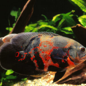 Gourami Fish For Sale, Oscar Fish for Sale, Discus Fish For Sale, Beta Fish for Sale, Angel Fish For Sale, Pleco Fish for Sale, Sucker Fish For Sale, Barb Fish for Sale, Danio Fish for Sale, SOYBEAN OIL for sale, SESAME OIL, CORN OIL, CANOLA OIL, RAPESEED OIL, VIRGIN OLIVE OIL, VEGETABLE OIL for sale, MUSTARD OIL for sale, PEANUT OIL for sale, PALM OIL for sale, COTTONSEED OIL for sale. CHICKEN EGGS (FRESH FARM WHITE AND BROWN EGGS) for sale, CHEESE for sale, COTTAGE CHEESE for sale, NAN MILK for sale, PEAK MILK for sale, SIMILAC MILK for sale, NESTLE NIDO MILK for sale, APTAMIL MILK for sale, CONDENSED MILK for sale, ICE CREAM for sale, SOUR CREAM for sale, YOGURT for sale, WHEY PROTEIN for sale, BUTTER for sale, MILK POWDER for sale, WHOLE FROZEN CHICKEN for sale, FROZEN CHICKEN BREAST FILLETS for sale, FROZEN CHICKEN WINGS for sale, FROZEN CHICKEN SKIN for sale, MECHANICALLY DEBONED CHICKEN MEAT (MDM) for sale, FROZEN CHICKEN LIVER for slae, FROZEN CHICKEN HEART for sale, FROZEN CHICKEN PAWS for sale , FROZEN CHICKEN GIZZARD for sale, FROZEN CHICKEN THIGH for sale, FROZEN CHICKEN NECK for sale, FROZEN CHICKEN DRUMSTICK for sale, FROZEN CHICKEN INNER FILLETS for slae, FROZEN CHICKEN FEET for sale, FROZEN PORK MEAT for sale, FROZEN PORK RIB for sale, FROZEN PORK FRONT FEET for sale, FROZEN PORK HEAD, SKIN BONES for sale, FROZEN PORK INTESTINE for sale, FROZEN PORK FLAPS for slae, FROZEN PORK TAILS for sale, FROZEN PORK HIND FEET for sale, FROZEN PORK EARS for slae, FROZEN PORK STOMACHS for sale, FROZEN BEEF MEAT for sale, FROZEN BEEF MEAT BLADE for sale, FROZEN BEEF MEAT EYE ROUND for sale, FROZEN BEEF MEAT FLAT for sale, FROZEN BEEF MEAT FORE SHIN CONICAL for sale, FROZEN BEEF MEAT HINDSHANK for sale, FROZEN BEEF MEAT INSIDE for sale, FROZEN BEEF MEAT CHUCK TENDER for sale, FROZEN BEEF MEAT D-RUMP for sale, FROZEN BEEF MEAT CUBE ROLL for sale, FROZEN LAMB MEAT for sale, FROZEN LAMB MEAT CHUMP for sale, for sale, FROZEN LAMB MEAT LEG BONELESS for sale, FROZEN LAMB MEAT SHORT LOIN for sale, FROZEN LAMB MEAT RACK FRENCHED for sale, FROZEN LAMB MEAT LONG LOIN for sale, FROZEN LAMB MEAT LOIN BONELESS for sale, FROZEN LAMB MEAT FORESHANK for sale, FROZEN LAMB MEAT LEG BONE IN for sale, FROZEN LAMB MEAT HIND SHANK for sale, CHICKPEAS for sale, PEAS for sale, LENTILS for sale, GREEN MUNG BEANS for sale, WHITE AND RED KIDNEY BEANS for sale, CORIANDER SEEDS for sale, MUSTARD SEEDS for sale, ORANGES for sale, BANANA for sale, WATERMELON for sale, MUSHROOMS for sale, LEMONS for sale, BROCCOLLI for sale, CUCUMBERS for sale, STRAWBERRY for sale, APPLES for sale, TANGERINES for sale, PALM KERNEL AND KERNEL SHELLS for sale, GRAPES for sale, LETTUCE for sale, POTATOES for sale, GINGER for sale, BARLEY for sale, MILLET for sale, RICE for sale, SESAME SEEDS for sale, PUMPKIN SEEDS for sale, NPK FERTILIZER for sale, UREA FERTILIZER for sale, ALFALFA HAY for sale, FLAX SEEDS for sale, MELON SEEDS for sale, BLACK AND WHITE PEPPER for sale, SUNFLOWER SEED for sale, SUGAR INCUMSA for sale, CORN MEAL for sale, CHIA SEEDS for sale, SOYBEANS for sale, SUNFLOWER CAKE PROTEIN 34% for sale, SOYBEAN MEAL for sale, WHITE AND YELLOW CORN (MAIZE) for sale, CASHEW NUTS for sale, ALMOND NUTS for sale, CHESTNUTS for sale, HAZELNUTS for sale, PINE NUTS for sale, COCONUTS for sale, organic honey for sale, kola nuts for sale, PISTACHIO NUTS for sale, PEANUTS for sale, WALNUTS for sale, ibogain for sale, iboga for sale, iboga plants for sale, iboga roots for sale, best iboga bulk suppliers, where to buy igboga, iboga for wholesale, side effects of iboga, iboga and its medicinal values, where to buy iboga safely, best iboga options, bulk iboga suppliers, origin of iboga, real iboga options, iboga seeds for sale, purchase iboga seeds, purchase iboga roots, GARCINIA NUTS FOR SALE, BUY GARCINIA BITTER KOLA NUTS IN BULK, BITTER KOLA FOR SALE, WHERE CAN I BUY BULD GARCINIA NUTS, AKPI SEEDS FOR SALE, PURCHASE AKPI SEEDS, DRIED AKPI SEEDS FOR SALE, BEST AKPI SEEDS FOR SALE, Dhatrumurgasiniy Herbs Plants and Seeds for Sale, buy Dhatrumurgasiniy Herbs Plants and Seeds for Sale, bulk Dhatrumurgasiniy Herbs Plants and Seeds for Sale