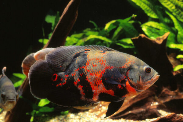 Gourami Fish For Sale, Oscar Fish for Sale, Discus Fish For Sale, Beta Fish for Sale, Angel Fish For Sale, Pleco Fish for Sale, Sucker Fish For Sale, Barb Fish for Sale, Danio Fish for Sale, SOYBEAN OIL for sale, SESAME OIL, CORN OIL, CANOLA OIL, RAPESEED OIL, VIRGIN OLIVE OIL, VEGETABLE OIL for sale, MUSTARD OIL for sale, PEANUT OIL for sale, PALM OIL for sale, COTTONSEED OIL for sale. CHICKEN EGGS (FRESH FARM WHITE AND BROWN EGGS) for sale, CHEESE for sale, COTTAGE CHEESE for sale, NAN MILK for sale, PEAK MILK for sale, SIMILAC MILK for sale, NESTLE NIDO MILK for sale, APTAMIL MILK for sale, CONDENSED MILK for sale, ICE CREAM for sale, SOUR CREAM for sale, YOGURT for sale, WHEY PROTEIN for sale, BUTTER for sale, MILK POWDER for sale, WHOLE FROZEN CHICKEN for sale, FROZEN CHICKEN BREAST FILLETS for sale, FROZEN CHICKEN WINGS for sale, FROZEN CHICKEN SKIN for sale, MECHANICALLY DEBONED CHICKEN MEAT (MDM) for sale, FROZEN CHICKEN LIVER for slae, FROZEN CHICKEN HEART for sale, FROZEN CHICKEN PAWS for sale , FROZEN CHICKEN GIZZARD for sale, FROZEN CHICKEN THIGH for sale, FROZEN CHICKEN NECK for sale, FROZEN CHICKEN DRUMSTICK for sale, FROZEN CHICKEN INNER FILLETS for slae, FROZEN CHICKEN FEET for sale, FROZEN PORK MEAT for sale, FROZEN PORK RIB for sale, FROZEN PORK FRONT FEET for sale, FROZEN PORK HEAD, SKIN BONES for sale, FROZEN PORK INTESTINE for sale, FROZEN PORK FLAPS for slae, FROZEN PORK TAILS for sale, FROZEN PORK HIND FEET for sale, FROZEN PORK EARS for slae, FROZEN PORK STOMACHS for sale, FROZEN BEEF MEAT for sale, FROZEN BEEF MEAT BLADE for sale, FROZEN BEEF MEAT EYE ROUND for sale, FROZEN BEEF MEAT FLAT for sale, FROZEN BEEF MEAT FORE SHIN CONICAL for sale, FROZEN BEEF MEAT HINDSHANK for sale, FROZEN BEEF MEAT INSIDE for sale, FROZEN BEEF MEAT CHUCK TENDER for sale, FROZEN BEEF MEAT D-RUMP for sale, FROZEN BEEF MEAT CUBE ROLL for sale, FROZEN LAMB MEAT for sale, FROZEN LAMB MEAT CHUMP for sale, for sale, FROZEN LAMB MEAT LEG BONELESS for sale, FROZEN LAMB MEAT SHORT LOIN for sale, FROZEN LAMB MEAT RACK FRENCHED for sale, FROZEN LAMB MEAT LONG LOIN for sale, FROZEN LAMB MEAT LOIN BONELESS for sale, FROZEN LAMB MEAT FORESHANK for sale, FROZEN LAMB MEAT LEG BONE IN for sale, FROZEN LAMB MEAT HIND SHANK for sale, CHICKPEAS for sale, PEAS for sale, LENTILS for sale, GREEN MUNG BEANS for sale, WHITE AND RED KIDNEY BEANS for sale, CORIANDER SEEDS for sale, MUSTARD SEEDS for sale, ORANGES for sale, BANANA for sale, WATERMELON for sale, MUSHROOMS for sale, LEMONS for sale, BROCCOLLI for sale, CUCUMBERS for sale, STRAWBERRY for sale, APPLES for sale, TANGERINES for sale, PALM KERNEL AND KERNEL SHELLS for sale, GRAPES for sale, LETTUCE for sale, POTATOES for sale, GINGER for sale, BARLEY for sale, MILLET for sale, RICE for sale, SESAME SEEDS for sale, PUMPKIN SEEDS for sale, NPK FERTILIZER for sale, UREA FERTILIZER for sale, ALFALFA HAY for sale, FLAX SEEDS for sale, MELON SEEDS for sale, BLACK AND WHITE PEPPER for sale, SUNFLOWER SEED for sale, SUGAR INCUMSA for sale, CORN MEAL for sale, CHIA SEEDS for sale, SOYBEANS for sale, SUNFLOWER CAKE PROTEIN 34% for sale, SOYBEAN MEAL for sale, WHITE AND YELLOW CORN (MAIZE) for sale, CASHEW NUTS for sale, ALMOND NUTS for sale, CHESTNUTS for sale, HAZELNUTS for sale, PINE NUTS for sale, COCONUTS for sale, organic honey for sale, kola nuts for sale, PISTACHIO NUTS for sale, PEANUTS for sale, WALNUTS for sale, ibogain for sale, iboga for sale, iboga plants for sale, iboga roots for sale, best iboga bulk suppliers, where to buy igboga, iboga for wholesale, side effects of iboga, iboga and its medicinal values, where to buy iboga safely, best iboga options, bulk iboga suppliers, origin of iboga, real iboga options, iboga seeds for sale, purchase iboga seeds, purchase iboga roots, GARCINIA NUTS FOR SALE, BUY GARCINIA BITTER KOLA NUTS IN BULK, BITTER KOLA FOR SALE, WHERE CAN I BUY BULD GARCINIA NUTS, AKPI SEEDS FOR SALE, PURCHASE AKPI SEEDS, DRIED AKPI SEEDS FOR SALE, BEST AKPI SEEDS FOR SALE, Dhatrumurgasiniy Herbs Plants and Seeds for Sale, buy Dhatrumurgasiniy Herbs Plants and Seeds for Sale, bulk Dhatrumurgasiniy Herbs Plants and Seeds for Sale