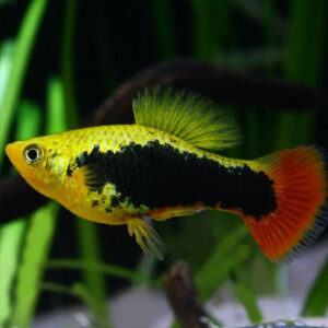 Platy Fish for Sale, Gold Fish for Sale, Glass fish for Sale, Guppy Fish for sale, Gourami Fish For Sale, Oscar Fish for Sale, Discus Fish For Sale, Beta Fish for Sale, Angel Fish For Sale, Pleco Fish for Sale, Sucker Fish For Sale, Barb Fish for Sale, Danio Fish for Sale, SOYBEAN OIL for sale, SESAME OIL, CORN OIL, CANOLA OIL, RAPESEED OIL, VIRGIN OLIVE OIL, VEGETABLE OIL for sale, MUSTARD OIL for sale, PEANUT OIL for sale, PALM OIL for sale, COTTONSEED OIL for sale. CHICKEN EGGS (FRESH FARM WHITE AND BROWN EGGS) for sale, CHEESE for sale, COTTAGE CHEESE for sale, NAN MILK for sale, PEAK MILK for sale, SIMILAC MILK for sale, NESTLE NIDO MILK for sale, APTAMIL MILK for sale, CONDENSED MILK for sale, ICE CREAM for sale, SOUR CREAM for sale, YOGURT for sale, WHEY PROTEIN for sale, BUTTER for sale, MILK POWDER for sale, WHOLE FROZEN CHICKEN for sale, FROZEN CHICKEN BREAST FILLETS for sale, FROZEN CHICKEN WINGS for sale, FROZEN CHICKEN SKIN for sale, MECHANICALLY DEBONED CHICKEN MEAT (MDM) for sale, FROZEN CHICKEN LIVER for slae, FROZEN CHICKEN HEART for sale, FROZEN CHICKEN PAWS for sale , FROZEN CHICKEN GIZZARD for sale, FROZEN CHICKEN THIGH for sale, FROZEN CHICKEN NECK for sale, FROZEN CHICKEN DRUMSTICK for sale, FROZEN CHICKEN INNER FILLETS for slae, FROZEN CHICKEN FEET for sale, FROZEN PORK MEAT for sale, FROZEN PORK RIB for sale, FROZEN PORK FRONT FEET for sale, FROZEN PORK HEAD, SKIN BONES for sale, FROZEN PORK INTESTINE for sale, FROZEN PORK FLAPS for slae, FROZEN PORK TAILS for sale, FROZEN PORK HIND FEET for sale, FROZEN PORK EARS for slae, FROZEN PORK STOMACHS for sale, FROZEN BEEF MEAT for sale, FROZEN BEEF MEAT BLADE for sale, FROZEN BEEF MEAT EYE ROUND for sale, FROZEN BEEF MEAT FLAT for sale, FROZEN BEEF MEAT FORE SHIN CONICAL for sale, FROZEN BEEF MEAT HINDSHANK for sale, FROZEN BEEF MEAT INSIDE for sale, FROZEN BEEF MEAT CHUCK TENDER for sale, FROZEN BEEF MEAT D-RUMP for sale, FROZEN BEEF MEAT CUBE ROLL for sale, FROZEN LAMB MEAT for sale, FROZEN LAMB MEAT CHUMP for sale, for sale, FROZEN LAMB MEAT LEG BONELESS for sale, FROZEN LAMB MEAT SHORT LOIN for sale, FROZEN LAMB MEAT RACK FRENCHED for sale, FROZEN LAMB MEAT LONG LOIN for sale, FROZEN LAMB MEAT LOIN BONELESS for sale, FROZEN LAMB MEAT FORESHANK for sale, FROZEN LAMB MEAT LEG BONE IN for sale, FROZEN LAMB MEAT HIND SHANK for sale, CHICKPEAS for sale, PEAS for sale, LENTILS for sale, GREEN MUNG BEANS for sale, WHITE AND RED KIDNEY BEANS for sale, CORIANDER SEEDS for sale, MUSTARD SEEDS for sale, ORANGES for sale, BANANA for sale, WATERMELON for sale, MUSHROOMS for sale, LEMONS for sale, BROCCOLLI for sale, CUCUMBERS for sale, STRAWBERRY for sale, APPLES for sale, TANGERINES for sale, PALM KERNEL AND KERNEL SHELLS for sale, GRAPES for sale, LETTUCE for sale, POTATOES for sale, GINGER for sale, BARLEY for sale, MILLET for sale, RICE for sale, SESAME SEEDS for sale, PUMPKIN SEEDS for sale, NPK FERTILIZER for sale, UREA FERTILIZER for sale, ALFALFA HAY for sale, FLAX SEEDS for sale, MELON SEEDS for sale, BLACK AND WHITE PEPPER for sale, SUNFLOWER SEED for sale, SUGAR INCUMSA for sale, CORN MEAL for sale, CHIA SEEDS for sale, SOYBEANS for sale, SUNFLOWER CAKE PROTEIN 34% for sale, SOYBEAN MEAL for sale, WHITE AND YELLOW CORN (MAIZE) for sale, CASHEW NUTS for sale, ALMOND NUTS for sale, CHESTNUTS for sale, HAZELNUTS for sale, PINE NUTS for sale, COCONUTS for sale, organic honey for sale, kola nuts for sale, PISTACHIO NUTS for sale, PEANUTS for sale, WALNUTS for sale, ibogain for sale, iboga for sale, iboga plants for sale, iboga roots for sale, best iboga bulk suppliers, where to buy igboga, iboga for wholesale, side effects of iboga, iboga and its medicinal values, where to buy iboga safely, best iboga options, bulk iboga suppliers, origin of iboga, real iboga options, iboga seeds for sale, purchase iboga seeds, purchase iboga roots, GARCINIA NUTS FOR SALE, BUY GARCINIA BITTER KOLA NUTS IN BULK, BITTER KOLA FOR SALE, WHERE CAN I BUY BULD GARCINIA NUTS, AKPI SEEDS FOR SALE, PURCHASE AKPI SEEDS, DRIED AKPI SEEDS FOR SALE, BEST AKPI SEEDS FOR SALE, Dhatrumurgasiniy Herbs Plants and Seeds for Sale, buy Dhatrumurgasiniy Herbs Plants and Seeds for Sale, bulk Dhatrumurgasiniy Herbs Plants and Seeds for Sale