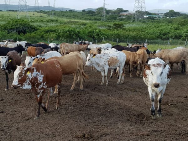 Nguni Cattle for Sale