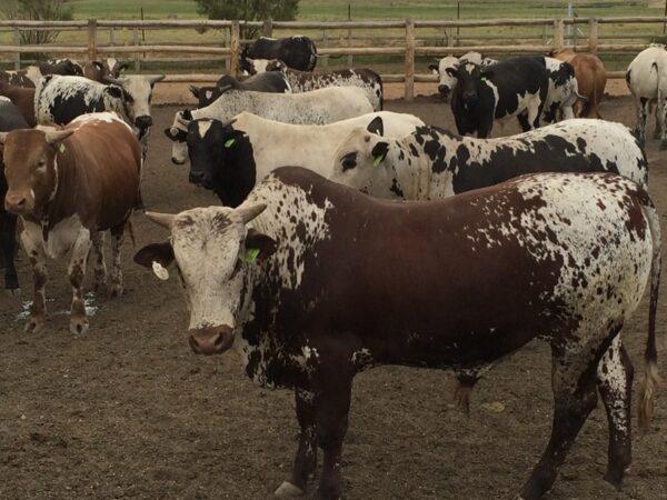 Nguni Cattle for Sale