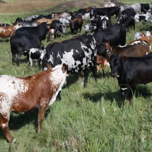 Nguni Cattle for Sale