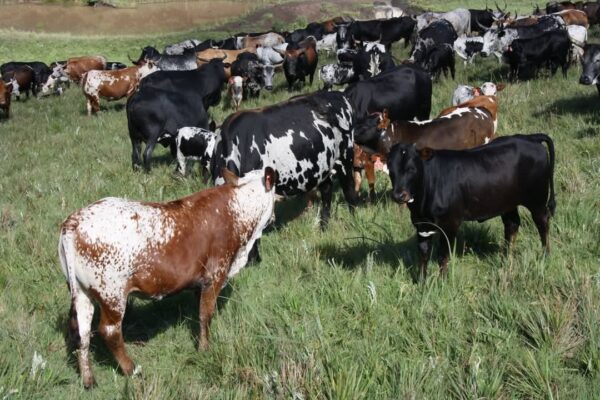 Nguni Cattle for Sale
