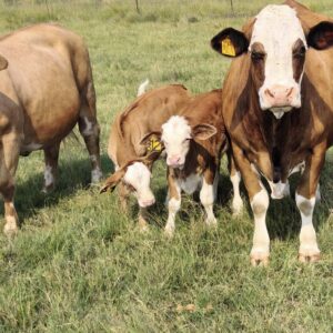 Simbra Cattle for Sale
