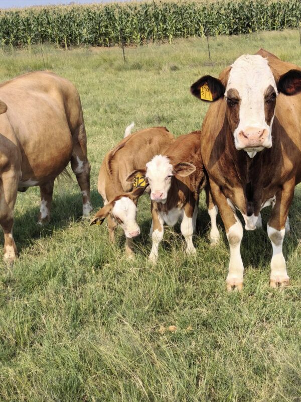 Simbra Cattle for Sale