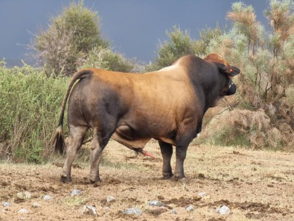 Simbra Cattle for Sale