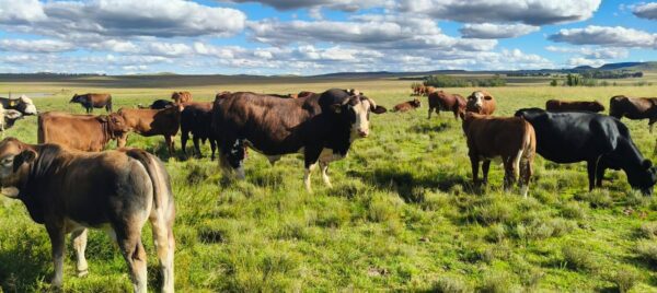 Simbra Cattle for Sale