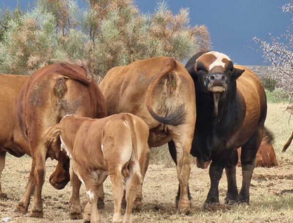 Simbra Cattle for Sale