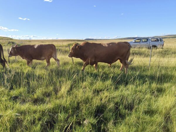 Simbra Cattle for Sale