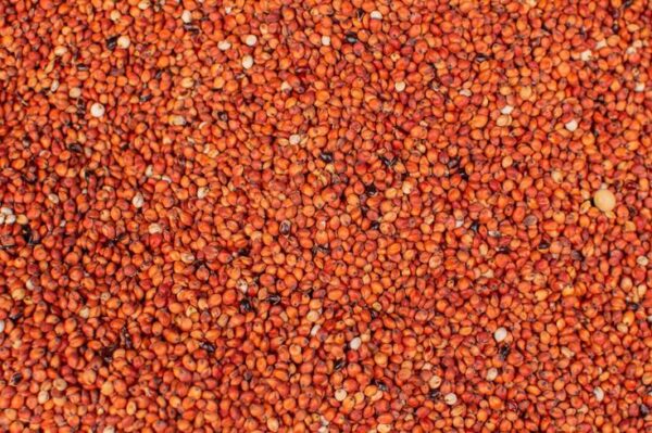 Sorghum for Sale