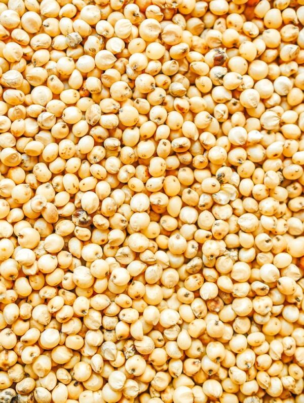 Sorghum for Sale