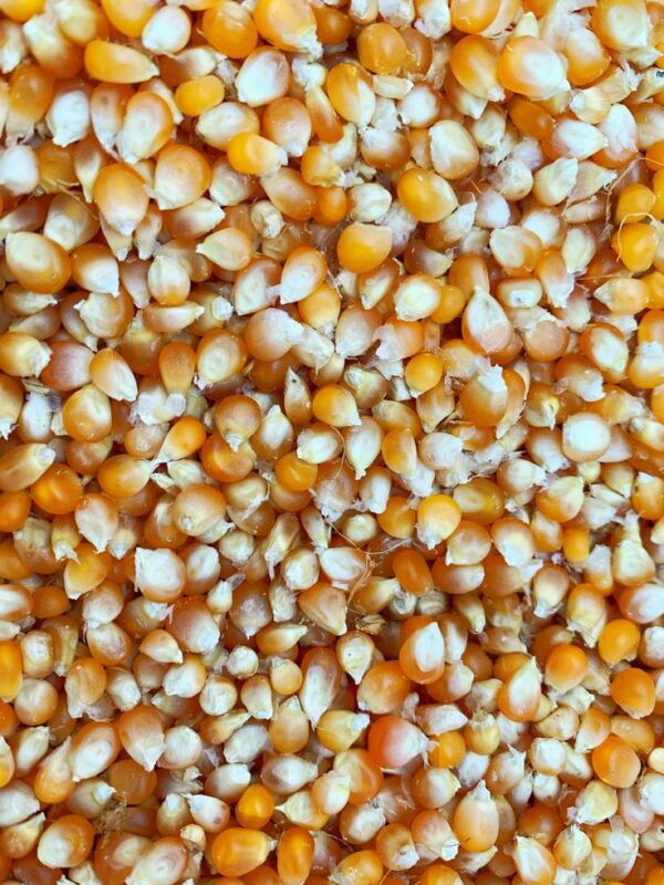 Yellow Maize for Sale