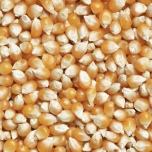 Yellow Maize for Sale