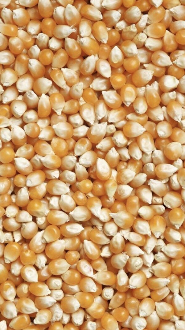 Yellow Maize for Sale