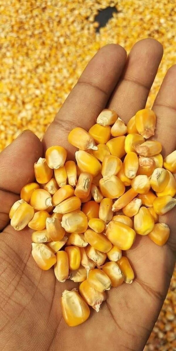 Bulk white maize, premium white maize, white maize supplier, white maize bulk sale, organic maize for sale, high-quality maize, wholesale maize supplier, non-GMO white maize, sustainable maize farming, maize for human consumption, factory-use maize, export-grade maize, yearly maize contracts, buy bulk maize online, South Africa maize supplier, white maize for export, food industry maize, milling-grade maize, maize bulk purchase, wholesale maize prices, grain farm maize supply, bulk organic maize, white maize worldwide shipping, reliable maize supplier, large-scale maize orders, export quality maize, white maize farming, bulk maize for food production, trusted maize suppliers, affordable bulk maize.